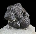 Rare, Eifel Geesops Trilobite - Germany #50606-2